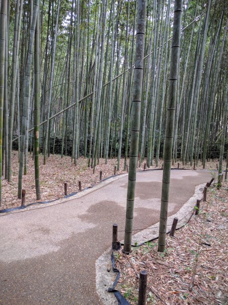 公园里的竹