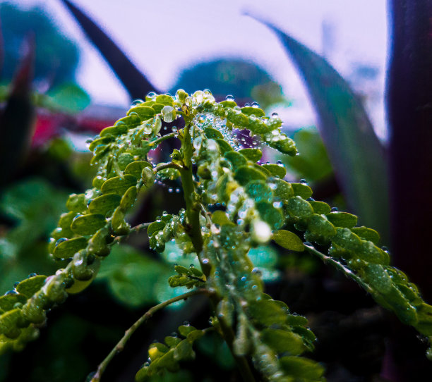 草与露水特写