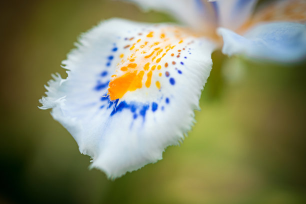 黄花点点