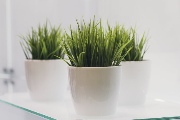 绿色植物 夏季植物 家具装饰