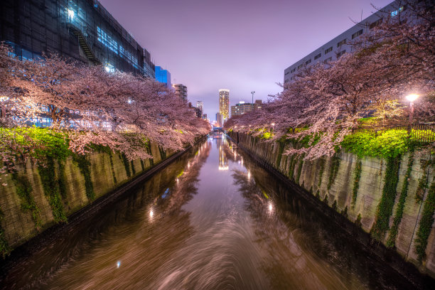 夜景樱花