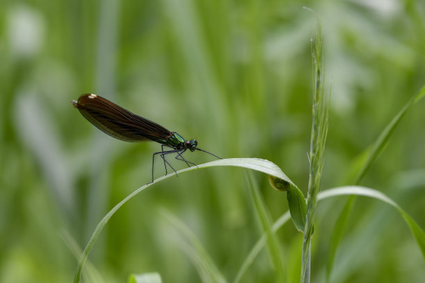 草枝上的蜻蜓