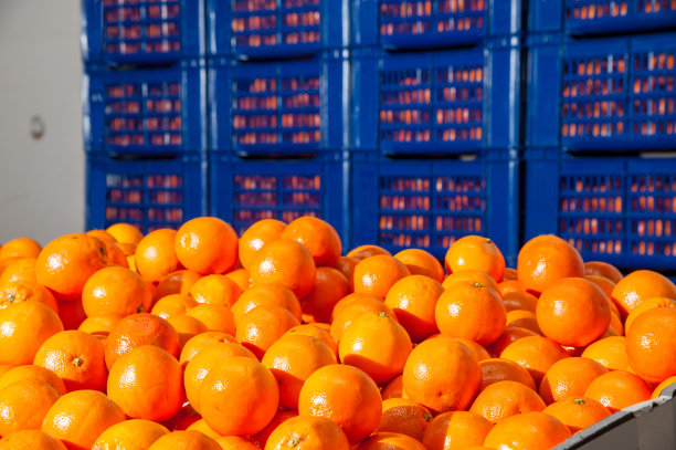 橙子采摘季