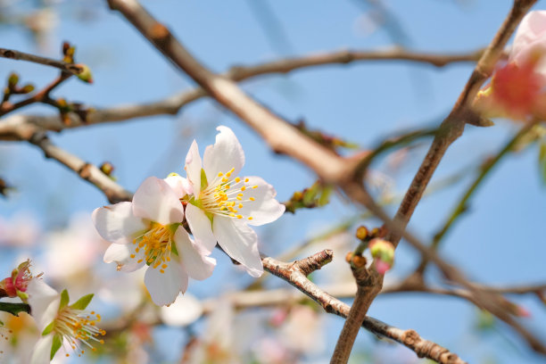 玫瑰花树