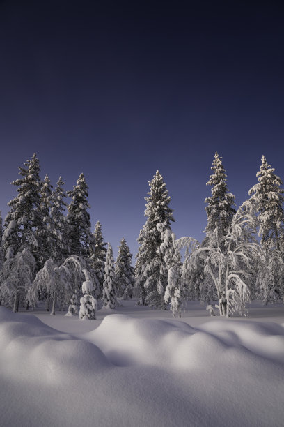 冬季自然森林景观