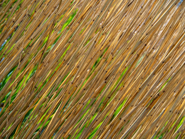 水杉芦苇荡湿地公园