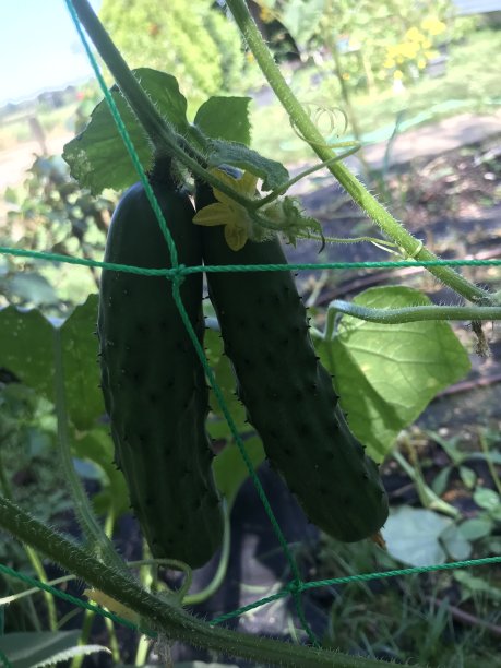 珍惜粮食就是热爱生命