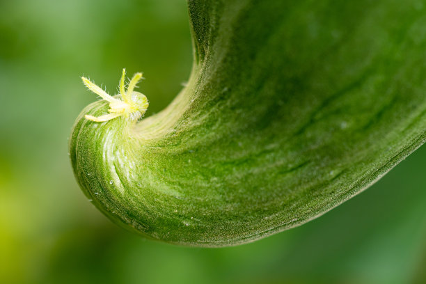 绿色有机生态蔬菜种植大棚蔬菜