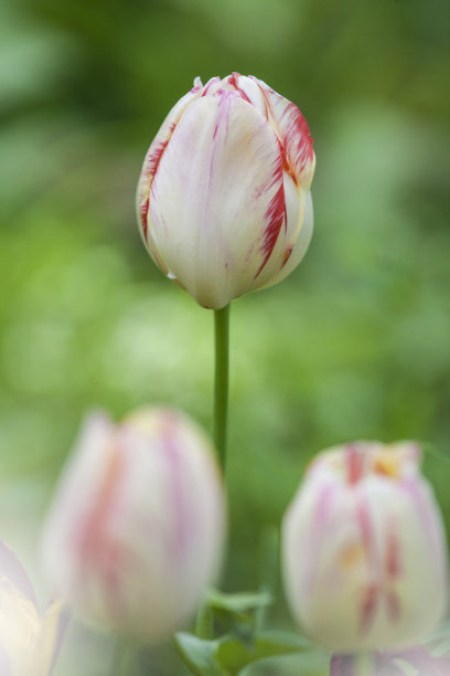 花朵网页