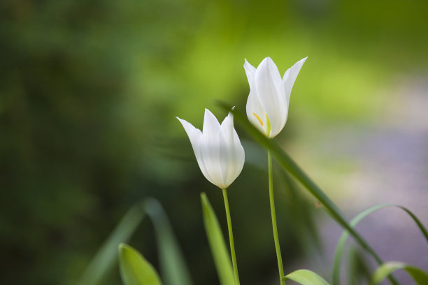 网页清明节