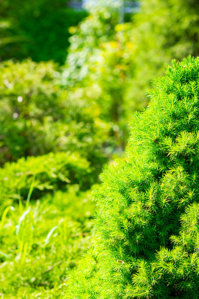 柏树树叶树枝植物背景