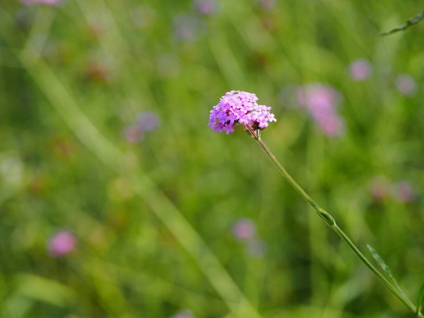 马鞭草,紫花