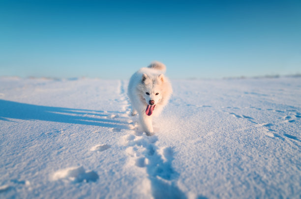 脚印,寒冷,纯种犬