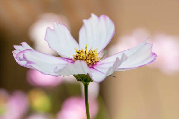 季节,白色,紫色