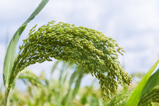 小米丰收季节