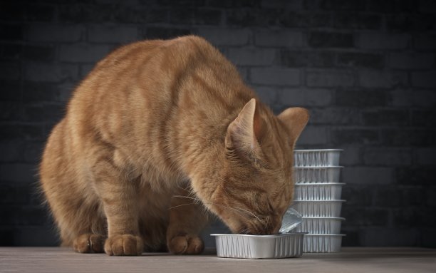 宠物喂食碗