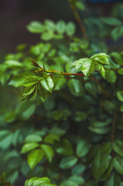 垃圾背景与花