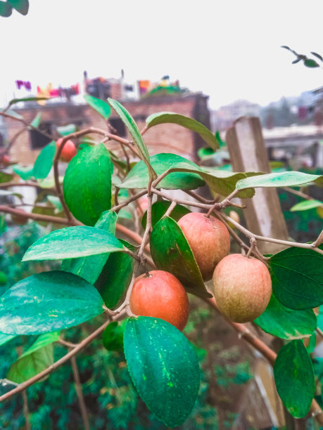 苹果采摘季