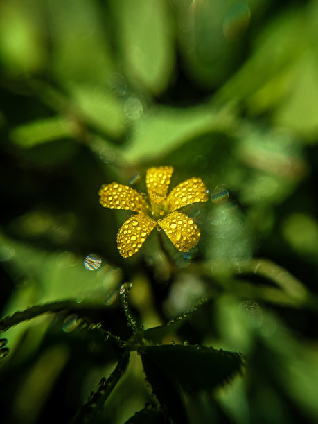 小虫子与花