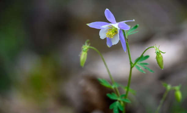 蚊子花