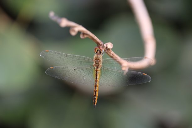 秋日蜻蜓