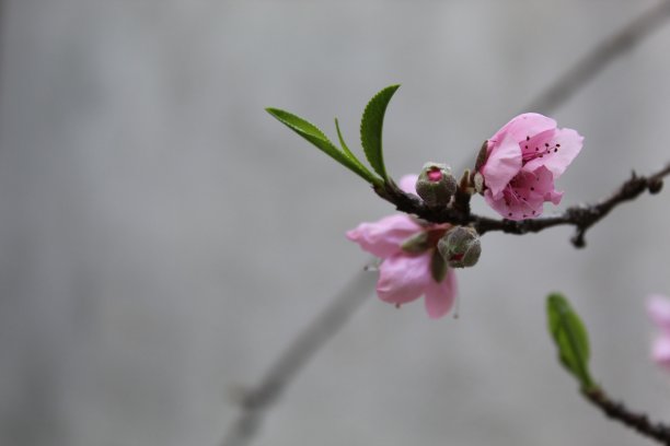 桃子图案花纹壁纸背景