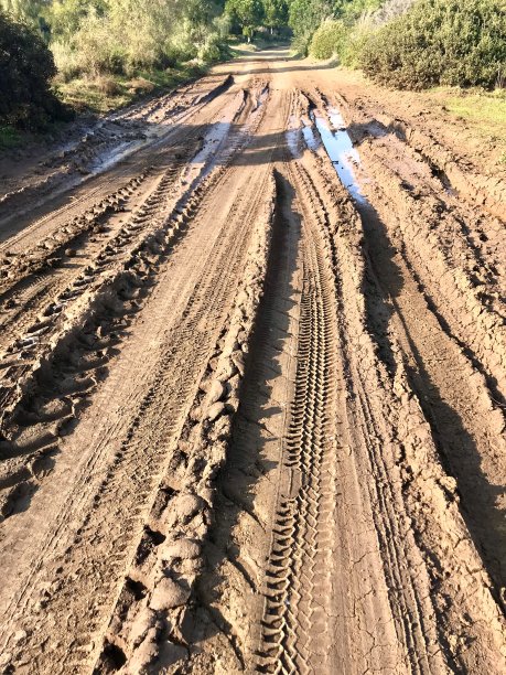 两边有树的道路