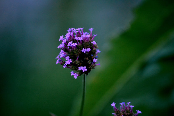马鞭草,紫花
