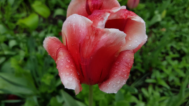 花朵花蕾上的雨滴