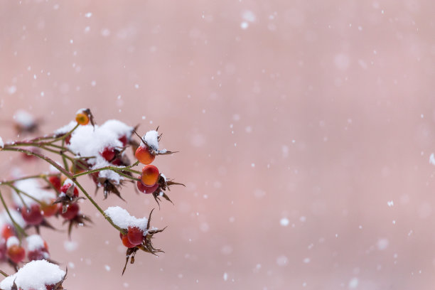 下雪叶子