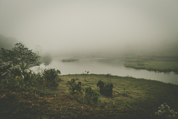 茂密丛林美景