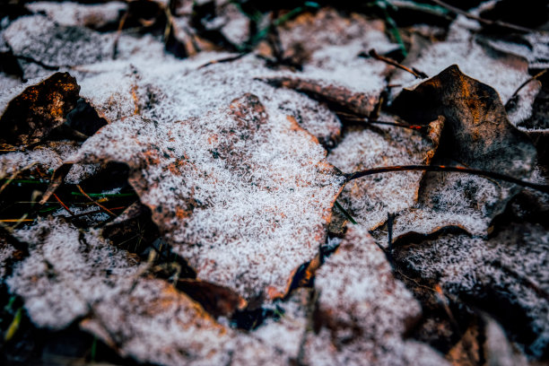 秋分霜降小雪冬大寒