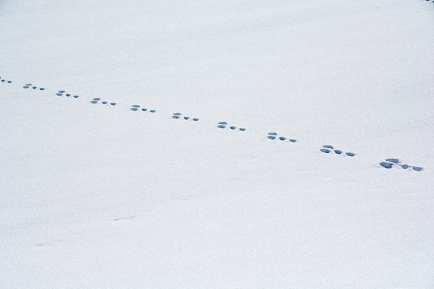 雪地