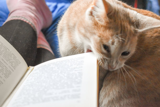 动物看书