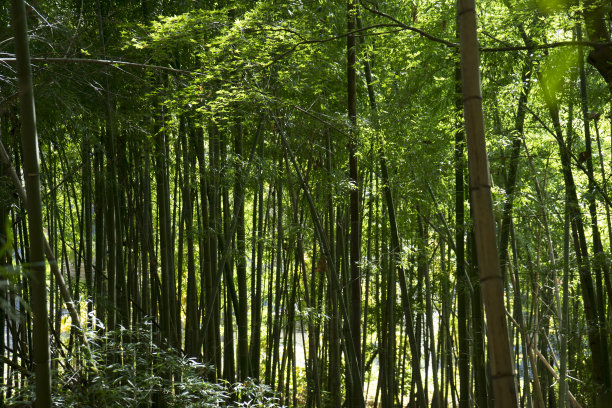 高清竹子高清竹林