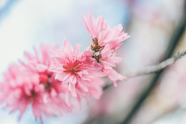 玫瑰花树