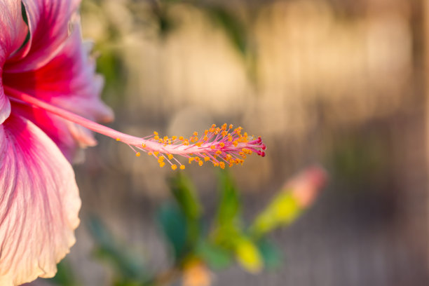 粉色月季花