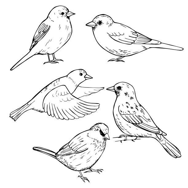 矢量动物鸟类可爱的小麻雀