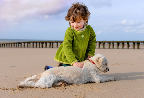 沙滩上的小狗
