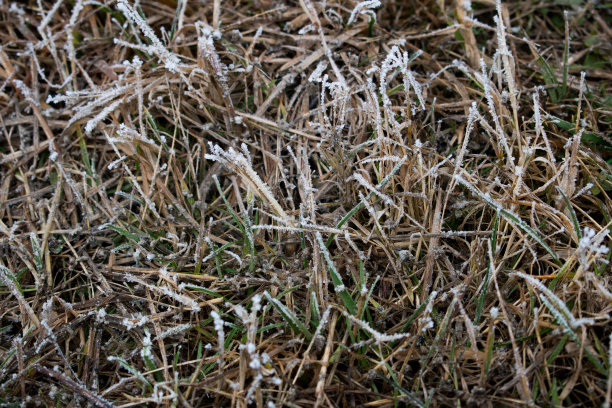 冬季小麦结霜