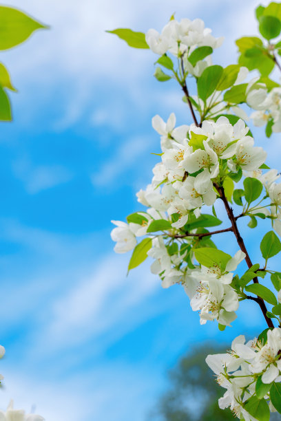 粉色花朵春季春暖花开设计素材