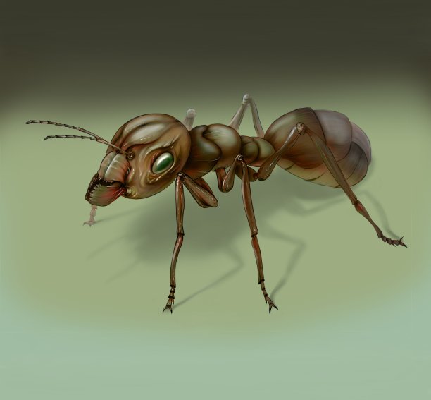 创意蚂蚁