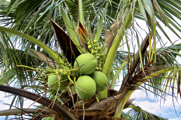 椰子树清新夏季背景