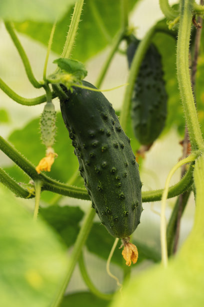 绿色有机蔬菜大棚蔬菜天然无公害