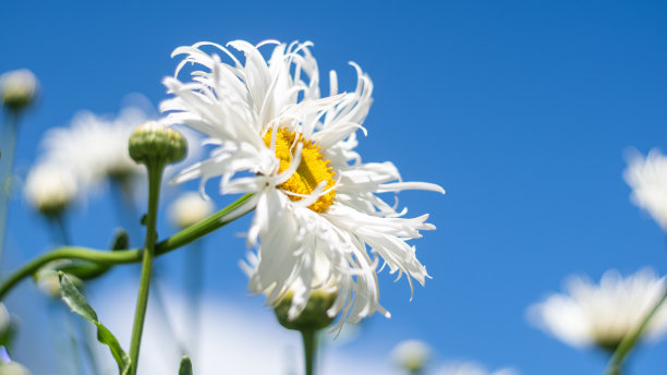 天空下的黄色雏菊