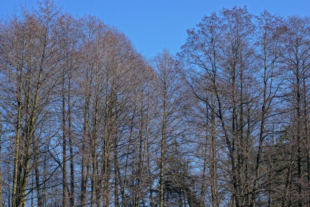 蓝天下的白杨树