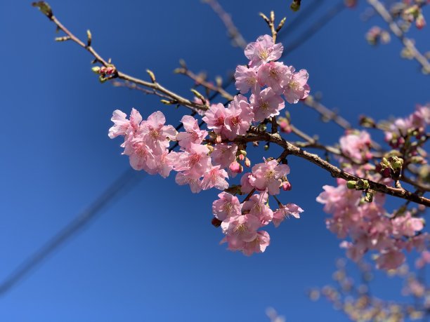 樱桃树在日本