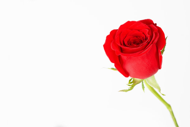 求爱求婚爱情红色花朵