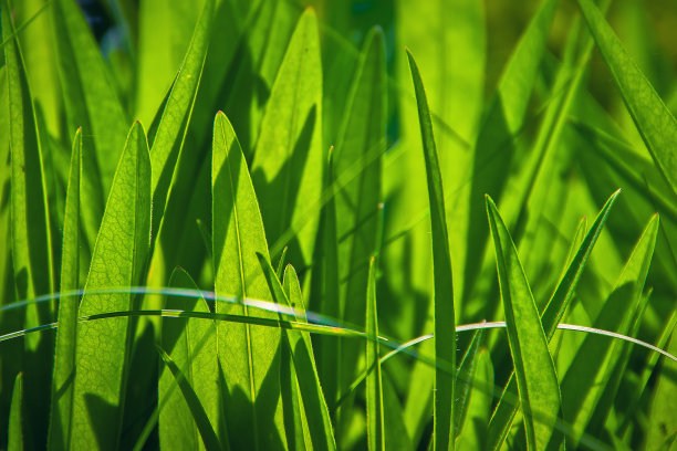 绿色野草