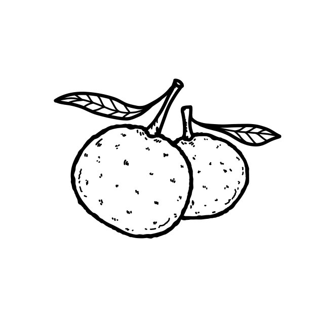 柑果插画